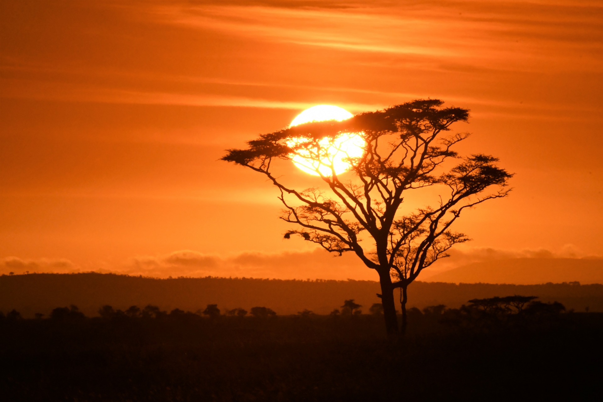 Serengeti