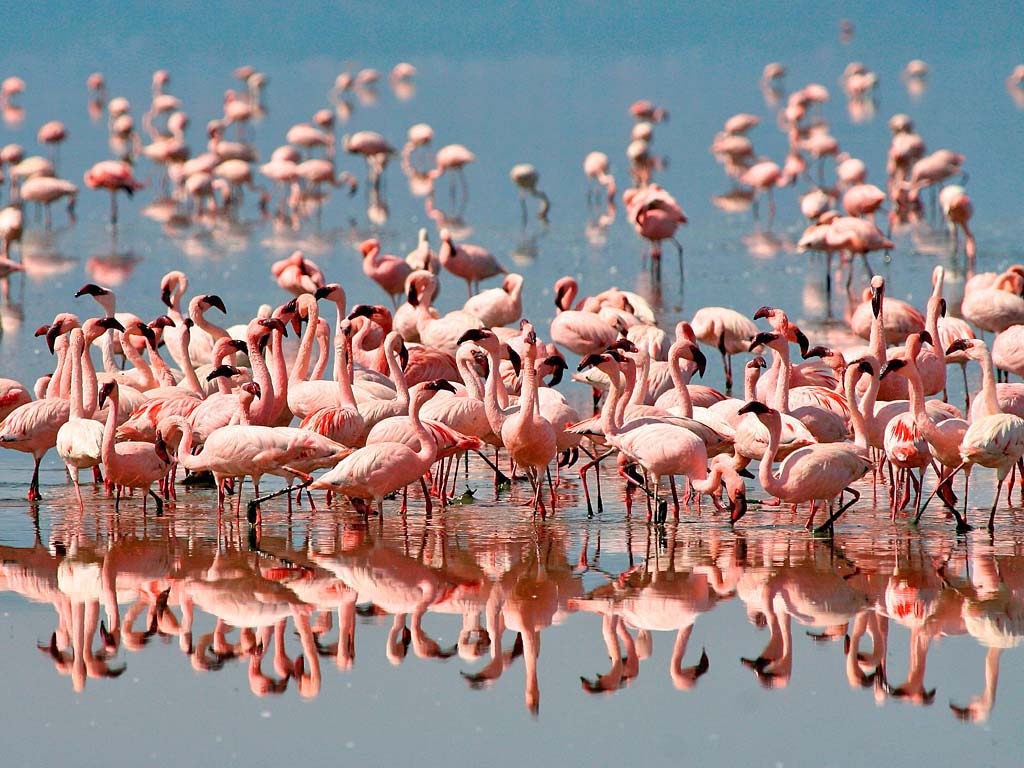 Langs de Afrikaanse Evenaar flamingo
