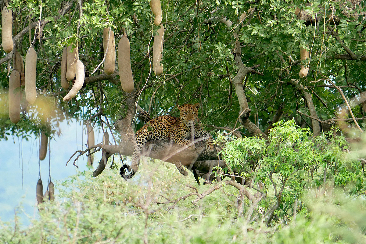 Ruhender Leopard in einem Leberwurstbaum (Foto: Inge Laan)