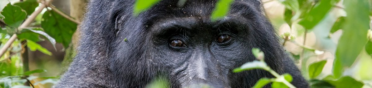 Gorilla Tracking Gorilla Tracking