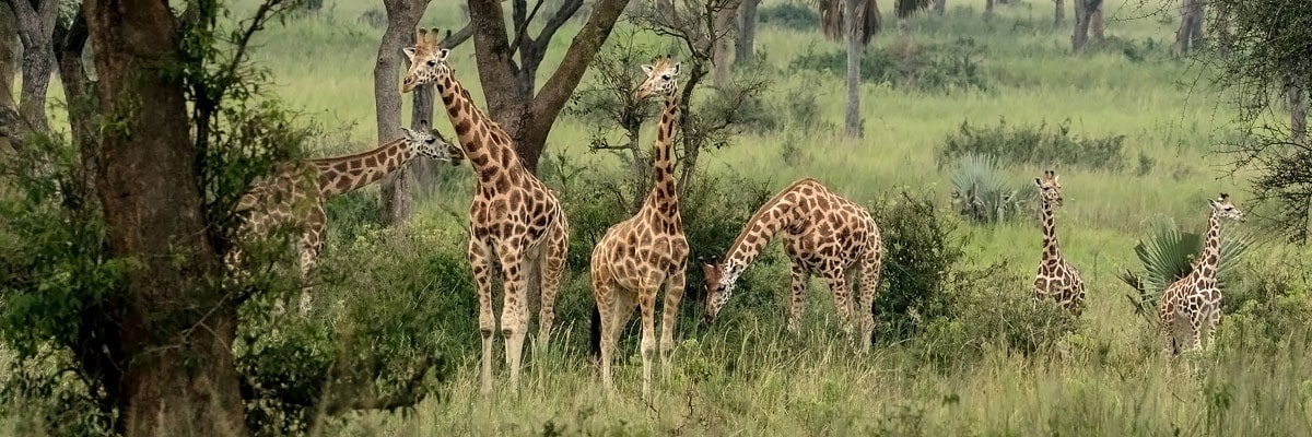Königliches Uganda Königliches Uganda