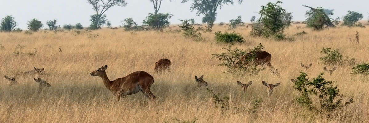 Natürlich Uganda Natürlich Uganda