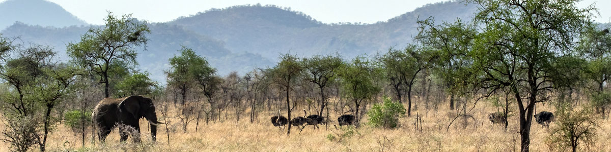 Kidepo Savanna Lodge Kidepo Savanna Lodge