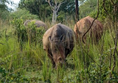 Breitmaulnashörner im ZIWA Nashorn Schutzgebiet