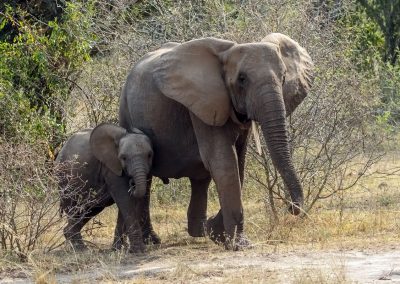 Savannenelefanten im Queen Elizabeth Nationalpark