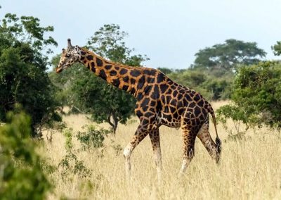 Je dunkler die Fellzeichnung der Rothschild-Giraffe, desto älter das Tier