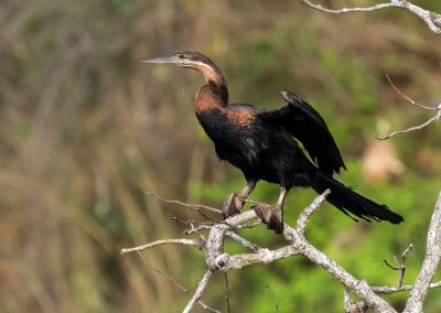 Die Savanne des Murchison Falls Nationalparks