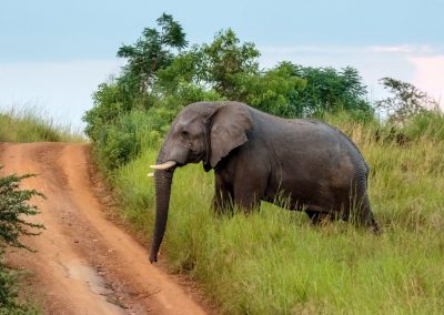 Auf dem Weg zum Fort Murchison begegnen Ihnen regelmäßig Savannenelefanten