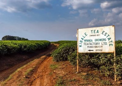 Rund im Kibale erstrecken sich riesige Teeplantagen