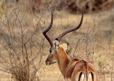 Die erwachsenen Impala-Männchen haben imposante Hörner