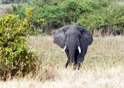 Ein Savannenelefant zieht durch den Queen Elizabeth Nationalpark