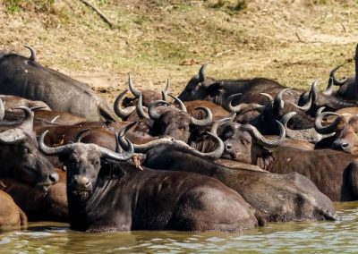 Afrikanische Büffel erfrischen sich im Kazinga Kanal