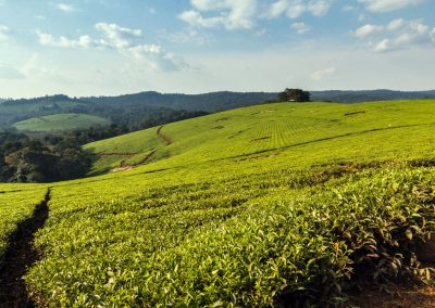 Teeplantagen rund um Kibale